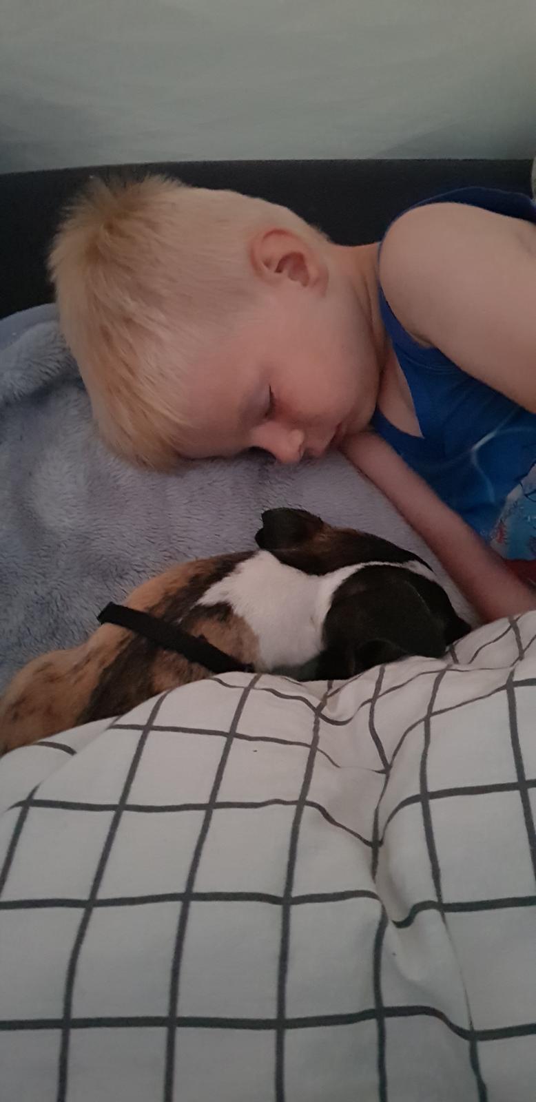 Whippet All Stars Emil  billede 10