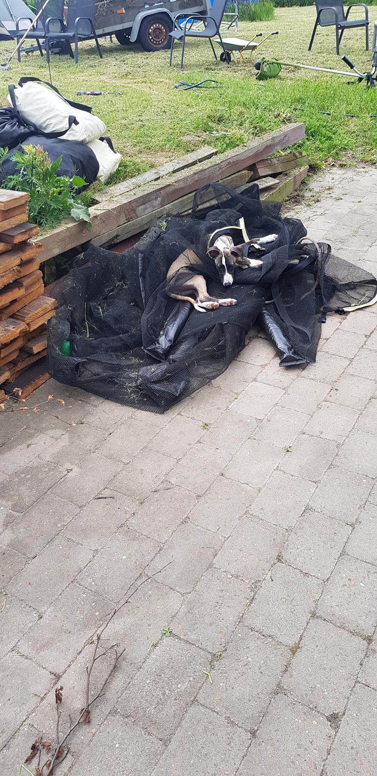 Whippet All Stars Emil  billede 11