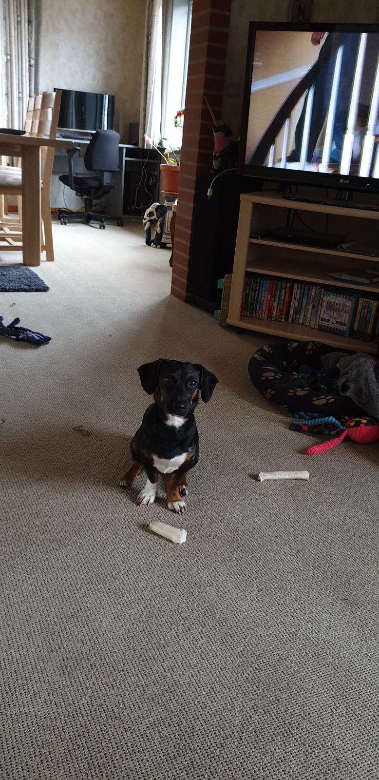 Blanding af racer Suki billede 22