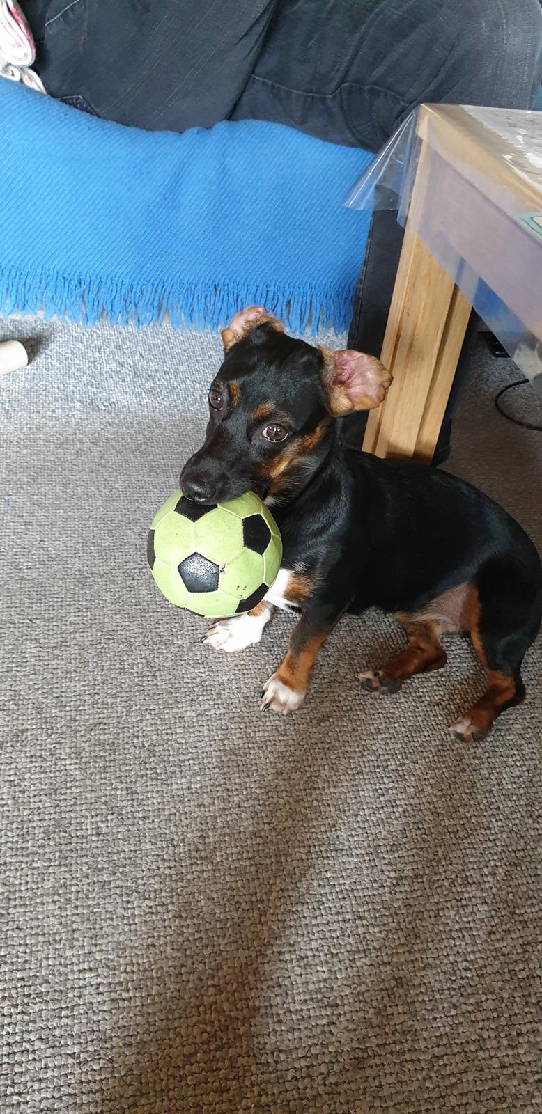 Blanding af racer Suki billede 23