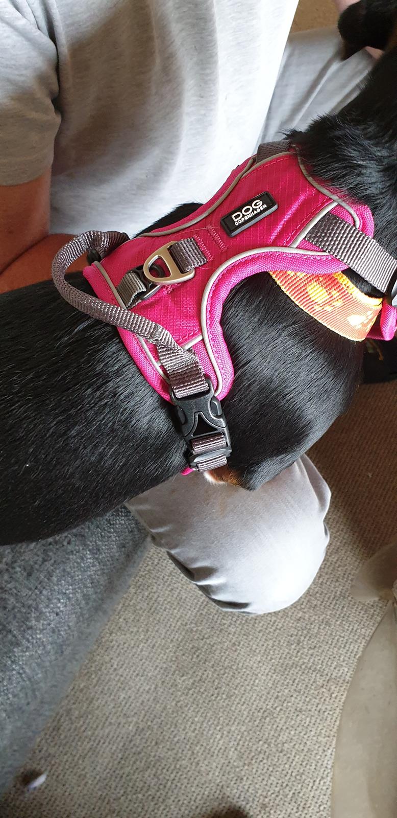 Blanding af racer Suki billede 24