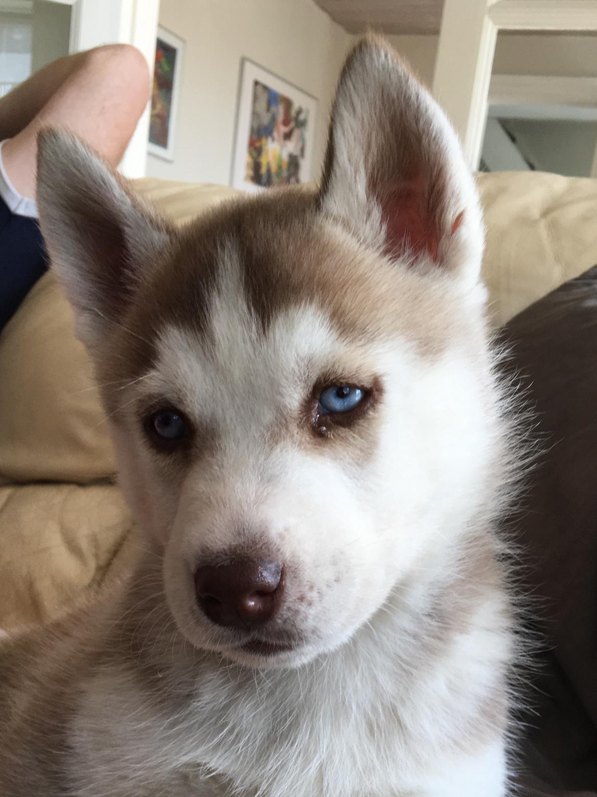 Siberian husky Sunshine Lady billede 8