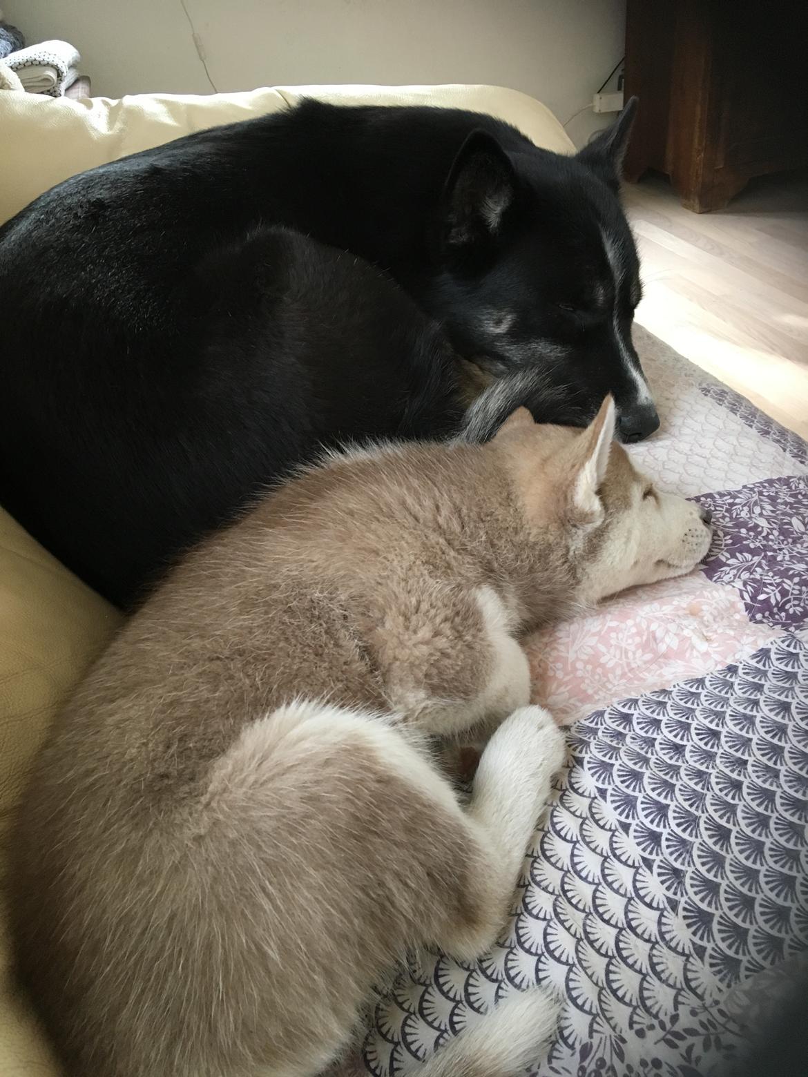 Siberian husky Sunshine Lady billede 12