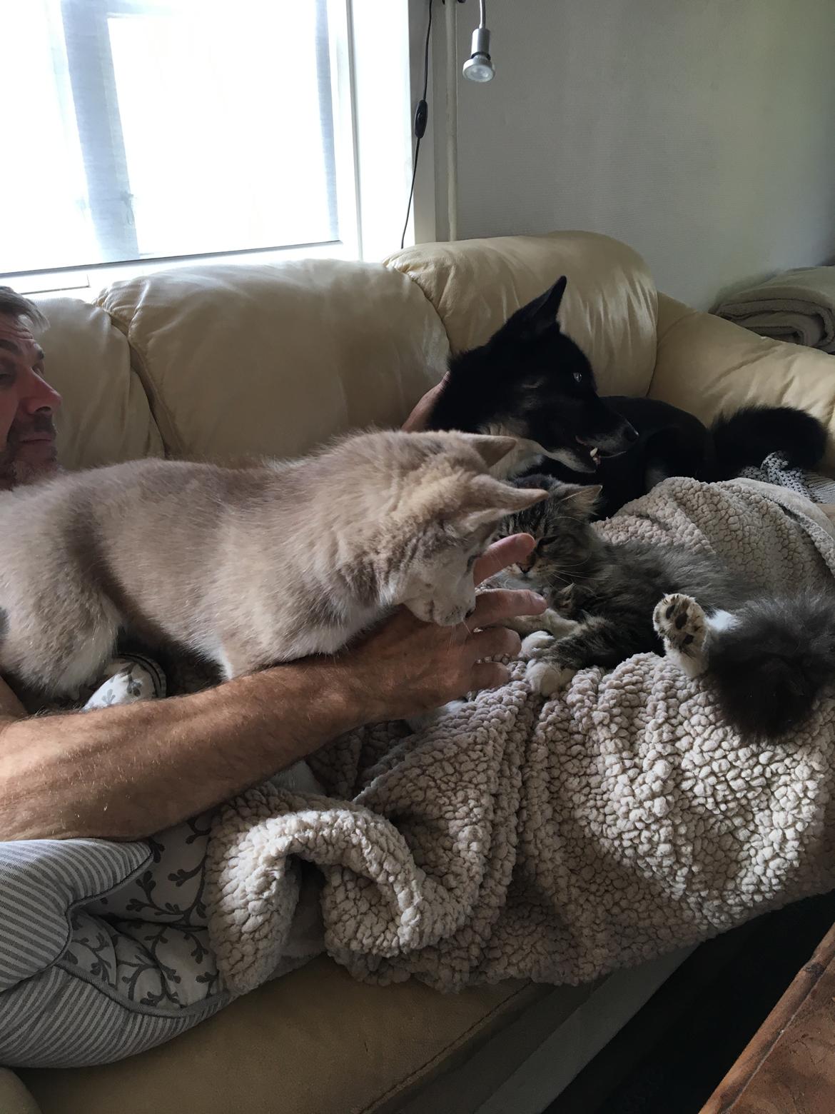 Siberian husky Sunshine Lady billede 14