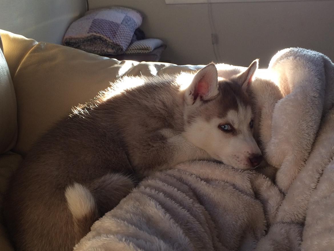 Siberian husky Sunshine Lady billede 16