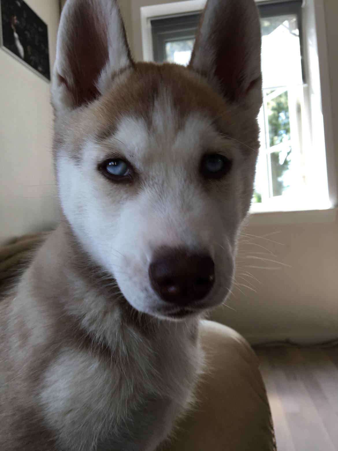 Siberian husky Sunshine Lady billede 25