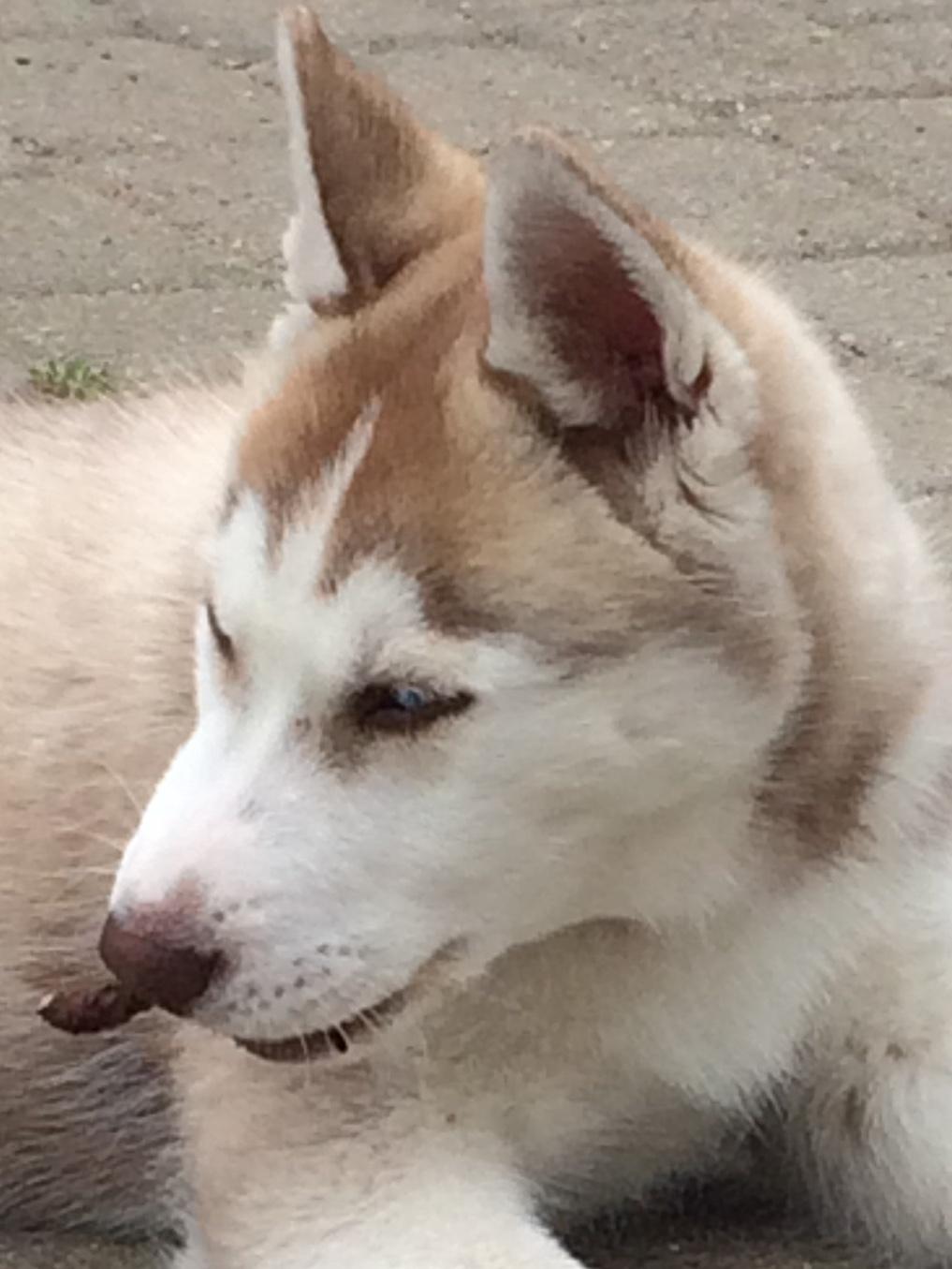 Siberian husky Sunshine Lady billede 28