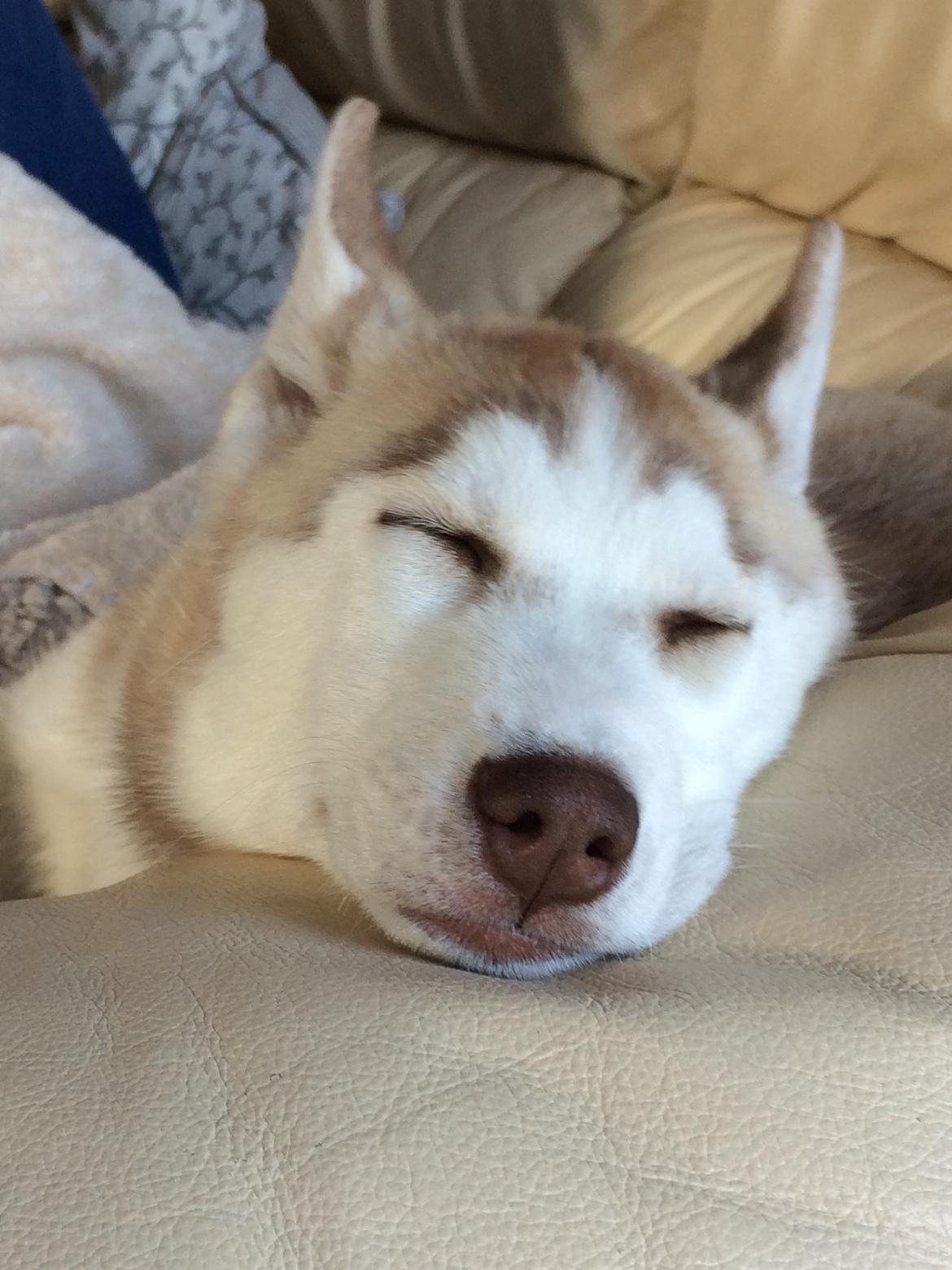 Siberian husky Sunshine Lady billede 33