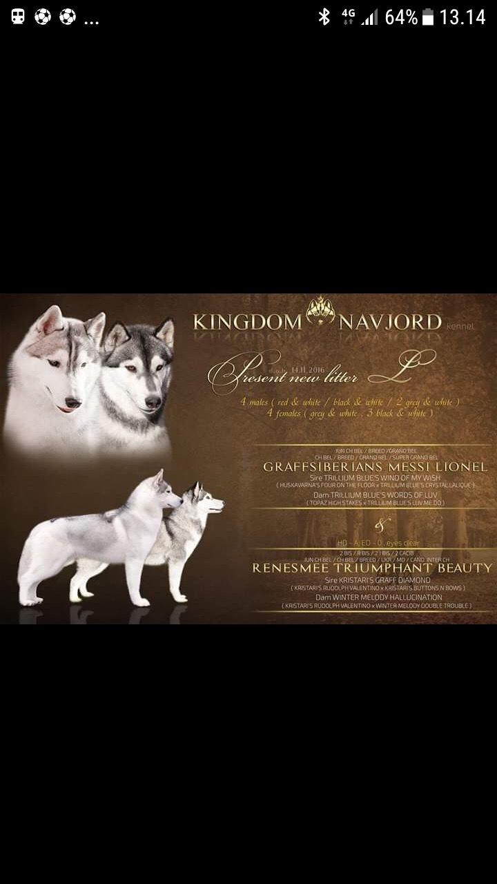 Siberian husky Sunshine Lady billede 37