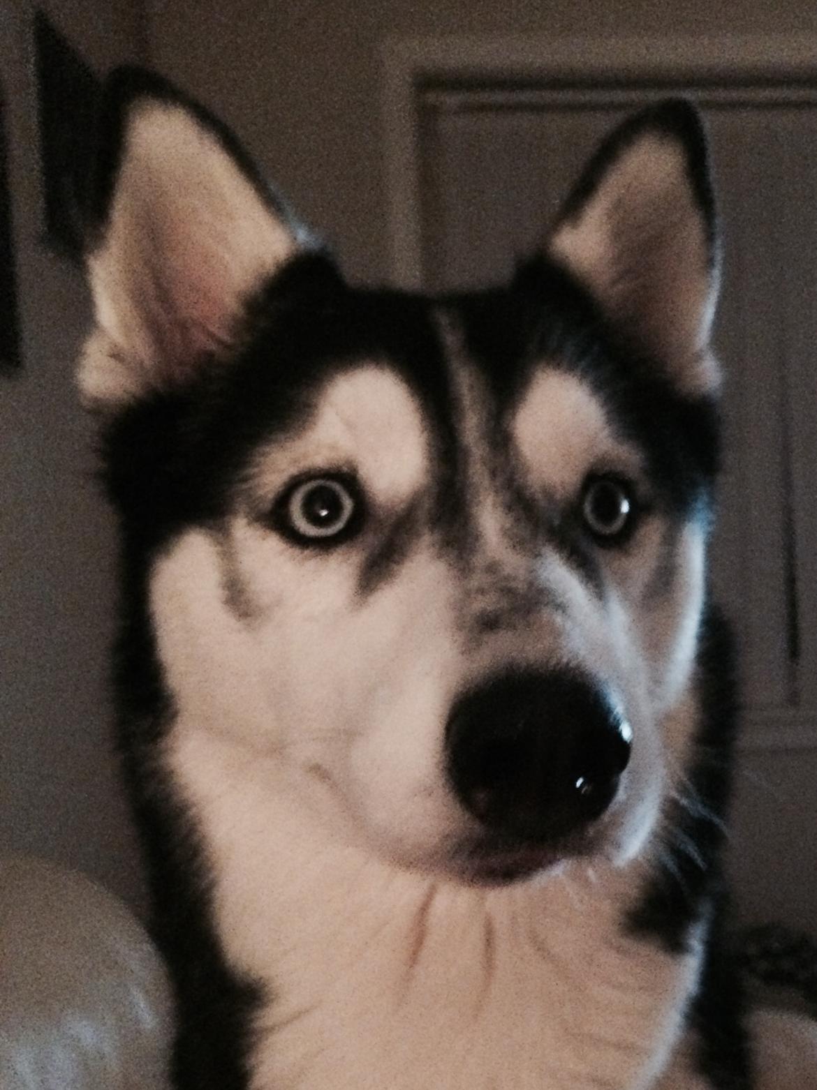 Siberian husky Laika billede 17