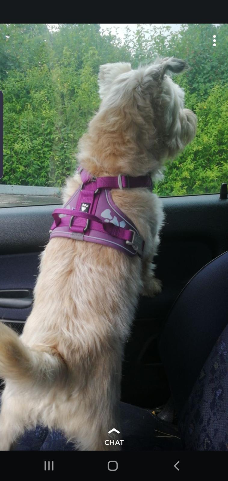 Cairn terrier Bristle Cairn's Jaidee billede 10