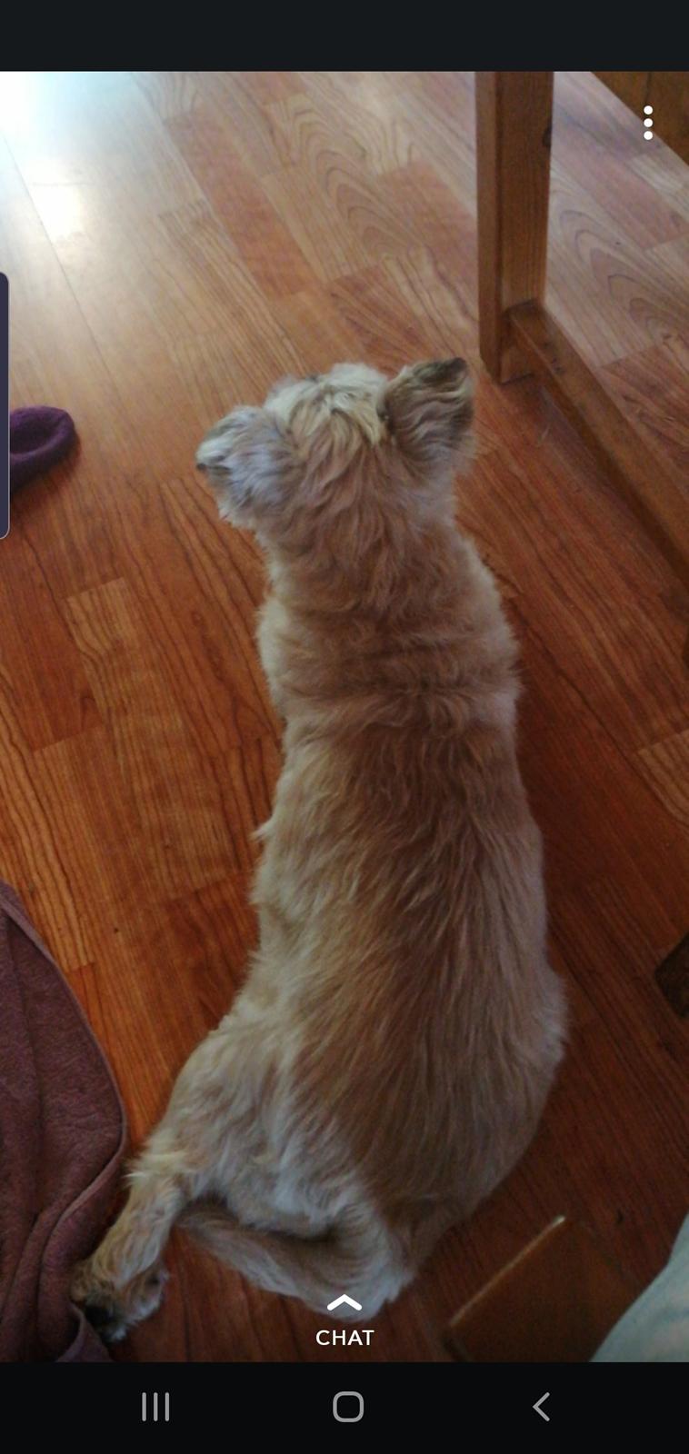 Cairn terrier Bristle Cairn's Jaidee billede 11