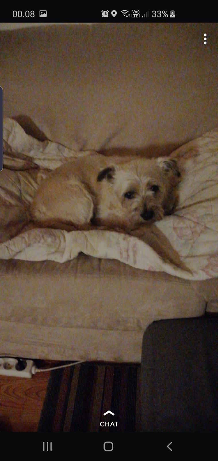 Cairn terrier Bristle Cairn's Jaidee billede 12