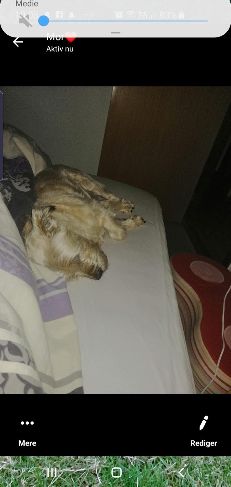 Cairn terrier Bristle Cairn's Jaidee billede 13