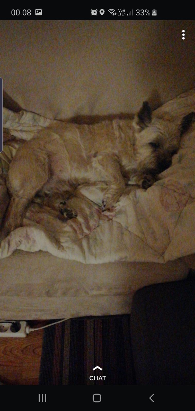 Cairn terrier Bristle Cairn's Jaidee billede 14