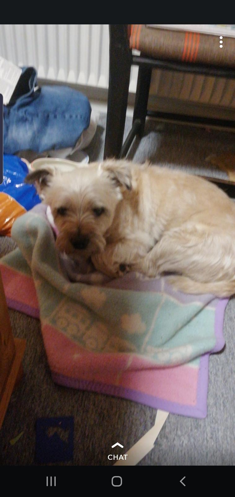 Cairn terrier Bristle Cairn's Jaidee billede 15