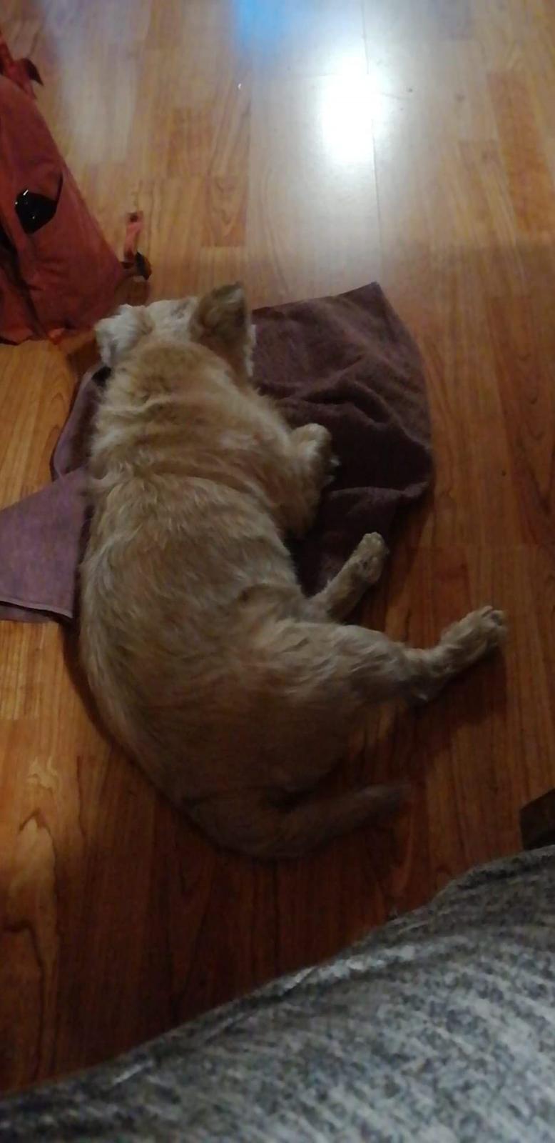 Cairn terrier Bristle Cairn's Jaidee billede 16