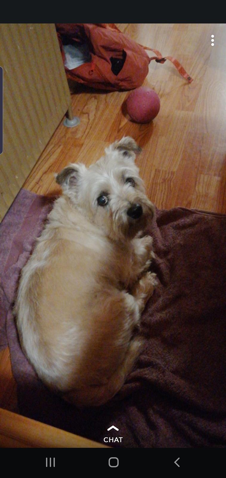 Cairn terrier Bristle Cairn's Jaidee billede 17