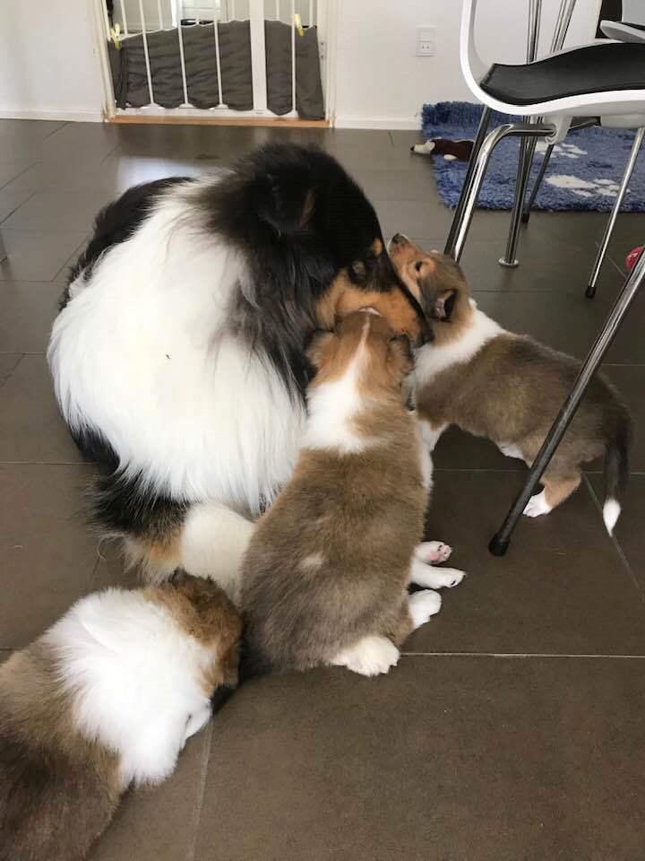 Collie langhåret Ebony Moor´s Daydreamer Dexter - Assie med vores E-kuld, de hvalpe var han enestående overfor. billede 39