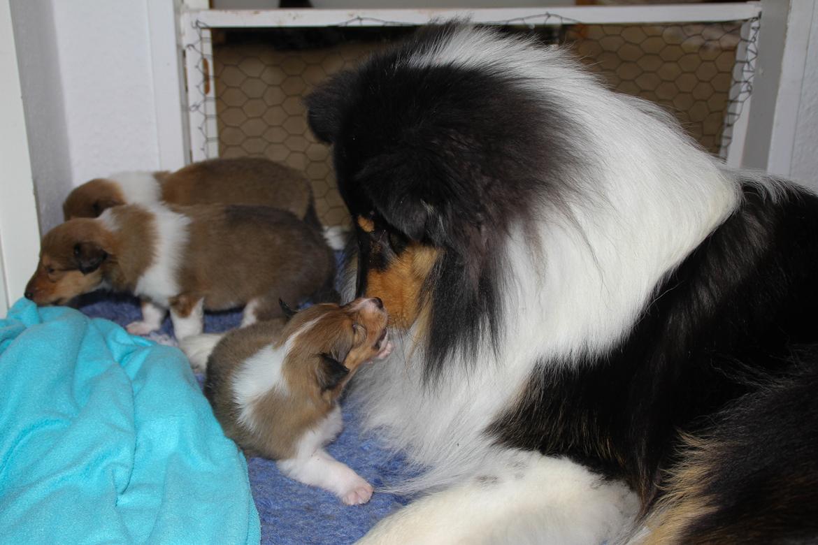 Collie langhåret Ebony Moor´s Daydreamer Dexter billede 40