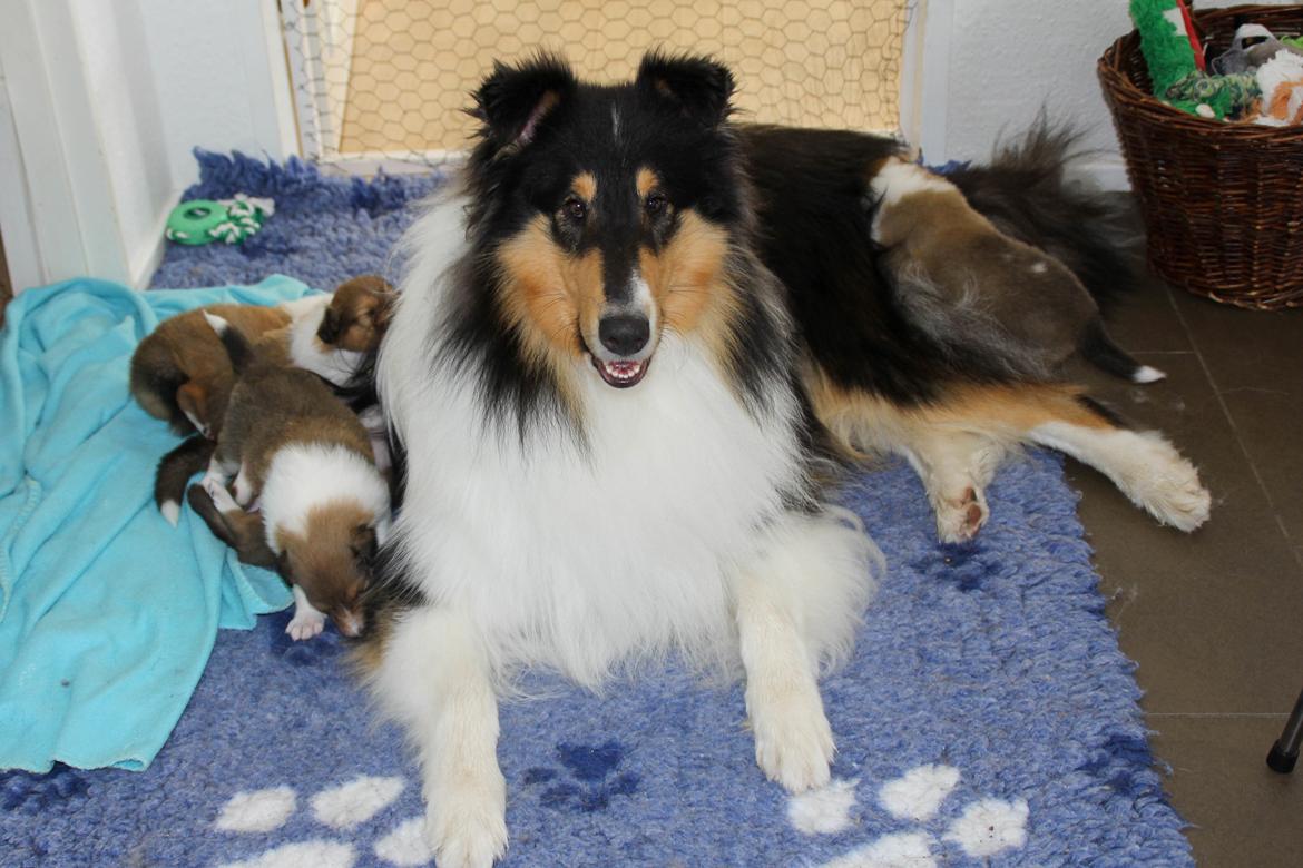 Collie langhåret Ebony Moor´s Daydreamer Dexter - Assie med vores hvalpe fra E-kuldet billede 41