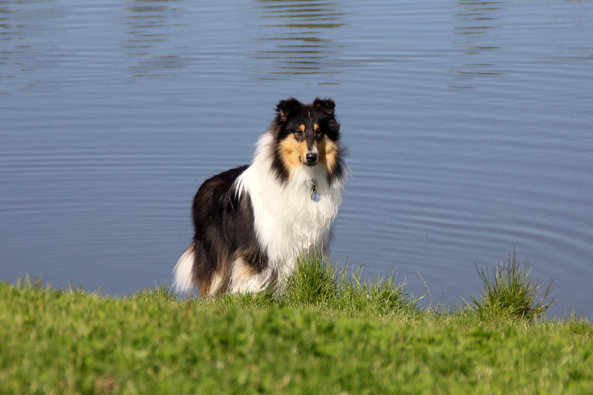 Collie langhåret Ebony Moor´s Daydreamer Dexter billede 43