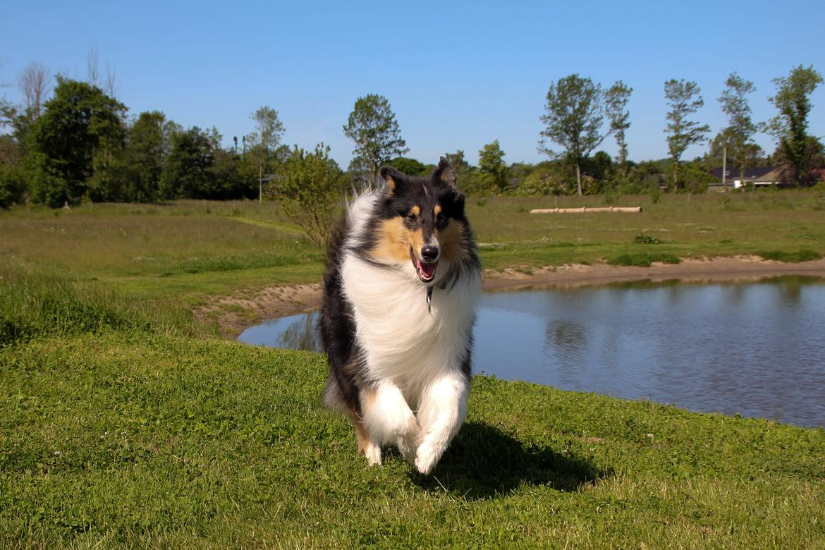 Collie langhåret Ebony Moor´s Daydreamer Dexter billede 42