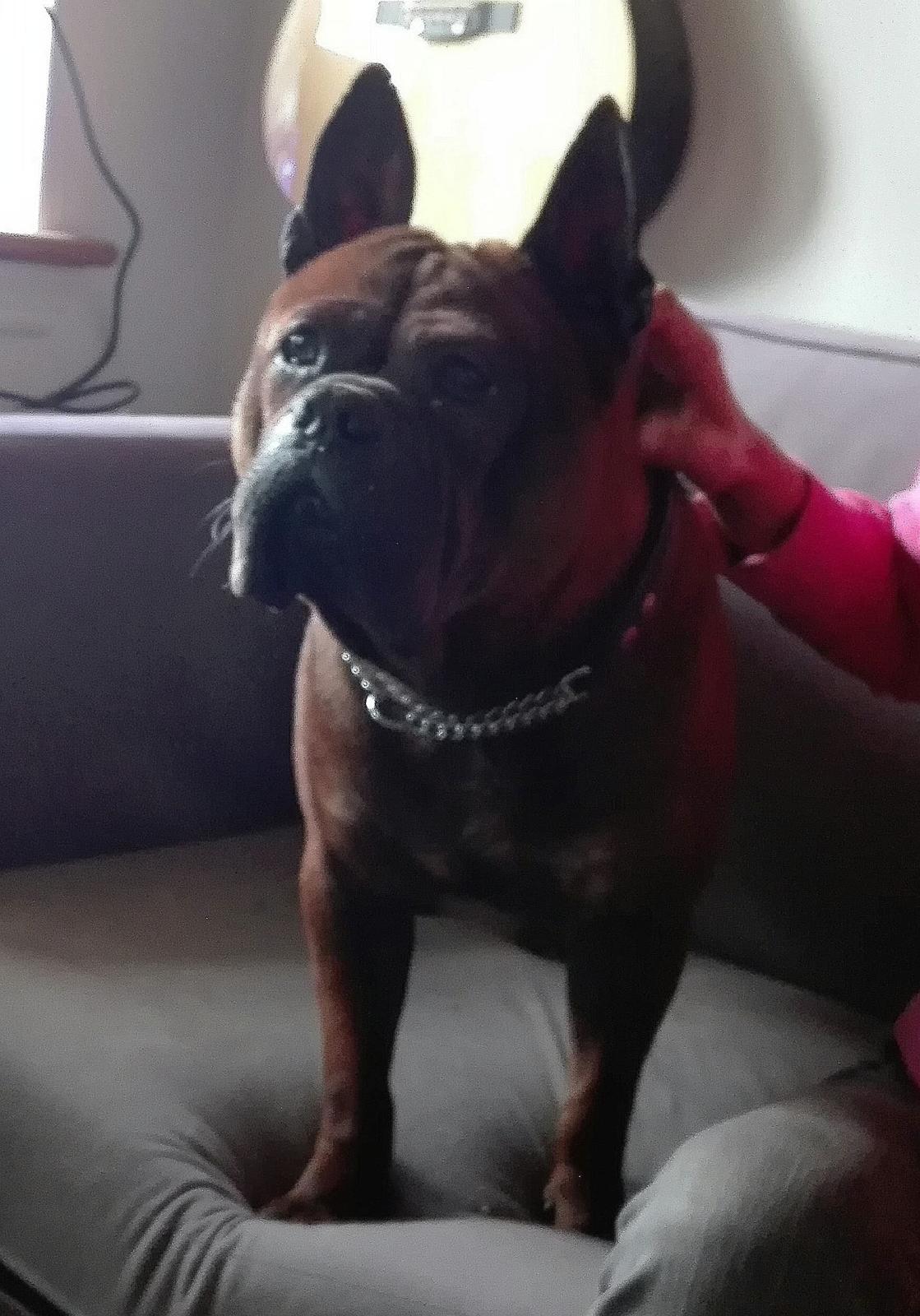 Chinese chongqing dog Fjong billede 5