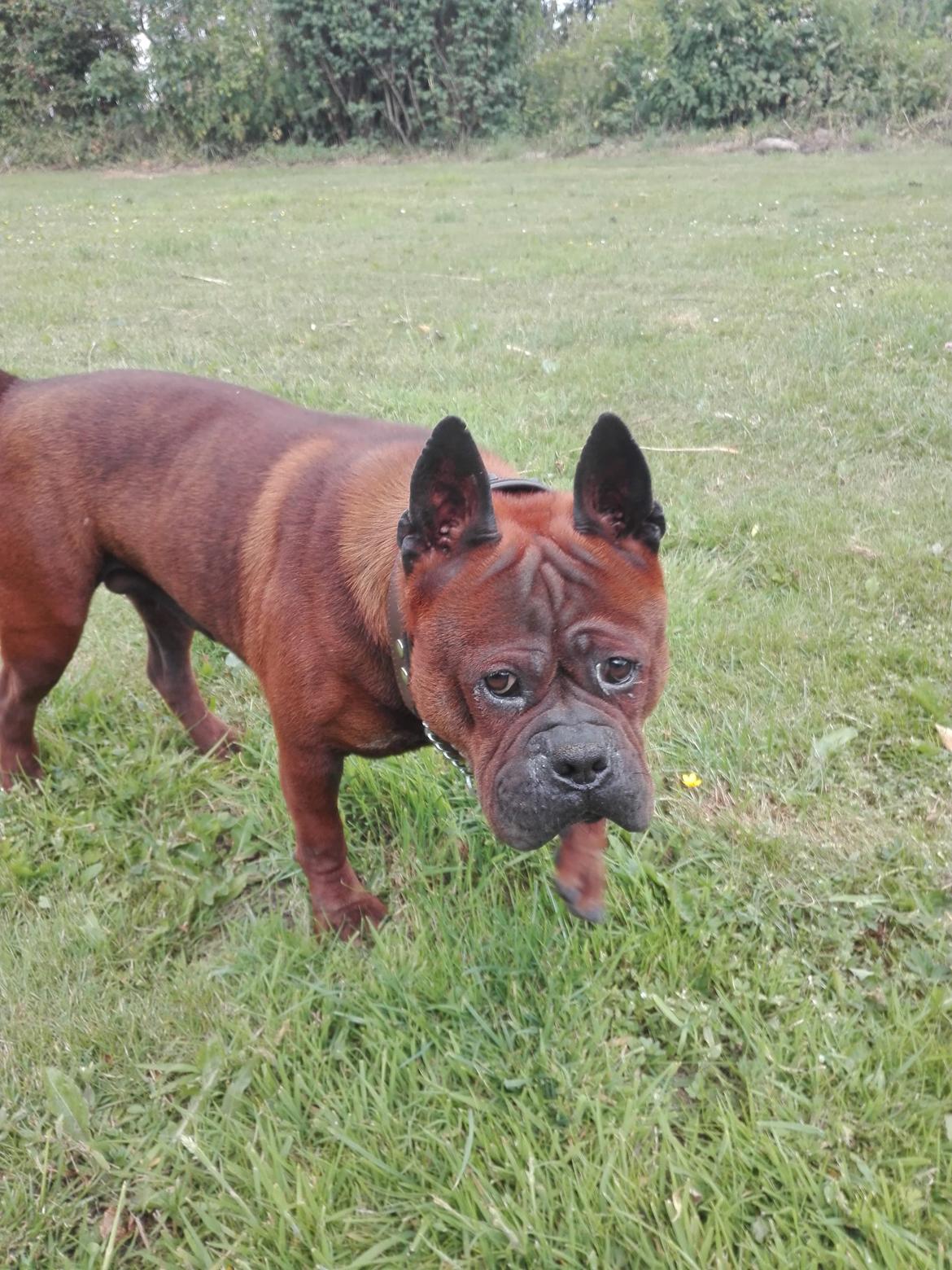 Chinese chongqing dog Fjong billede 2