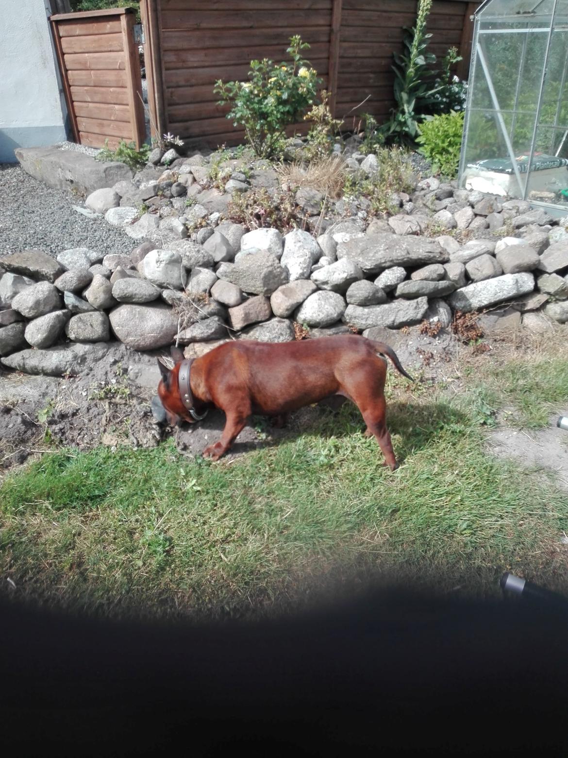 Chinese chongqing dog Fjong billede 3