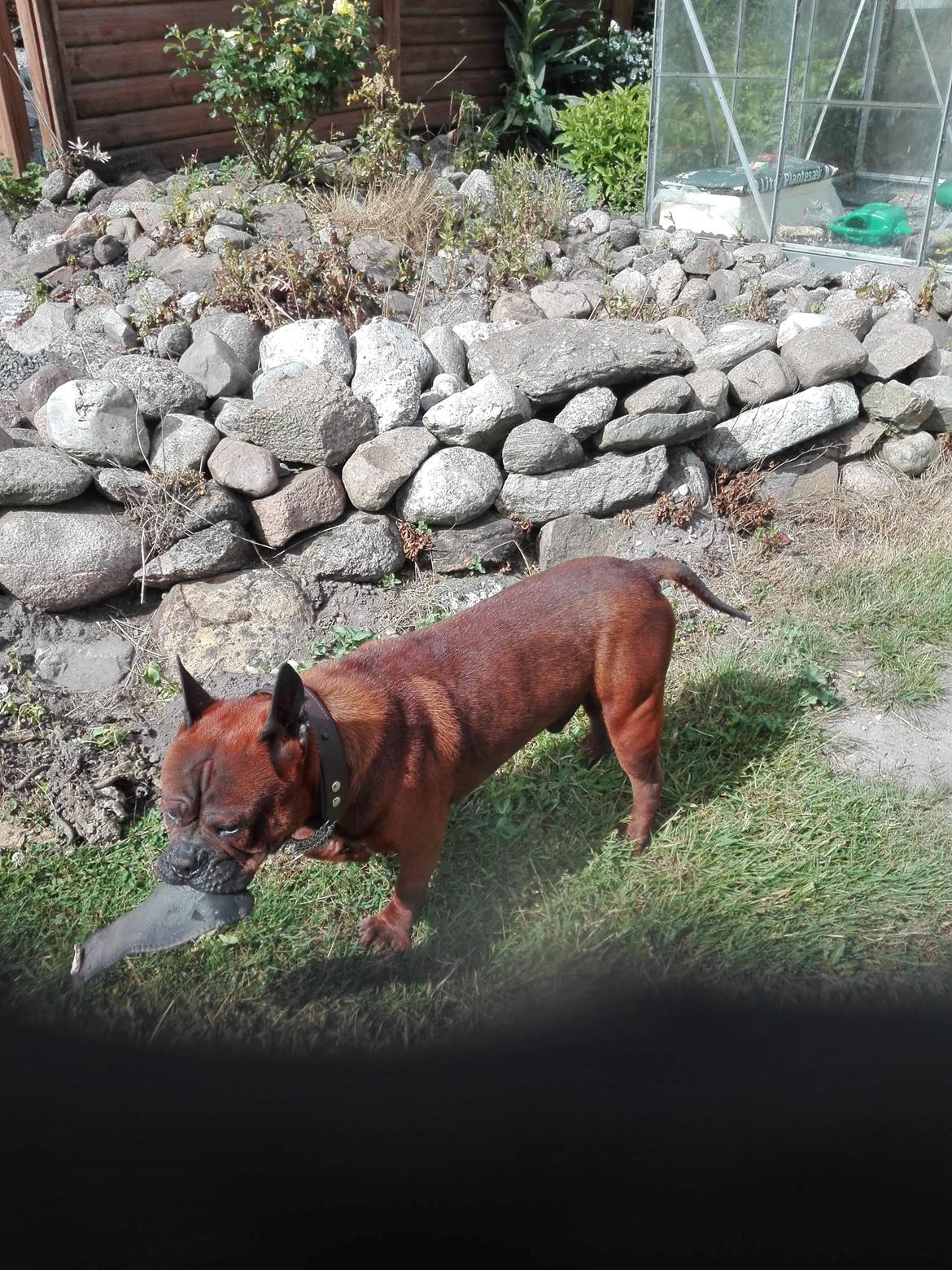 Chinese chongqing dog Fjong billede 4