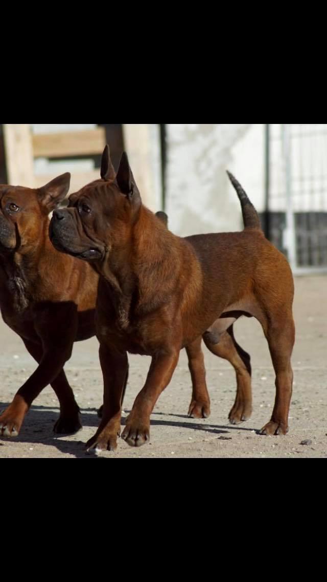 Chinese chongqing dog Fjong billede 6