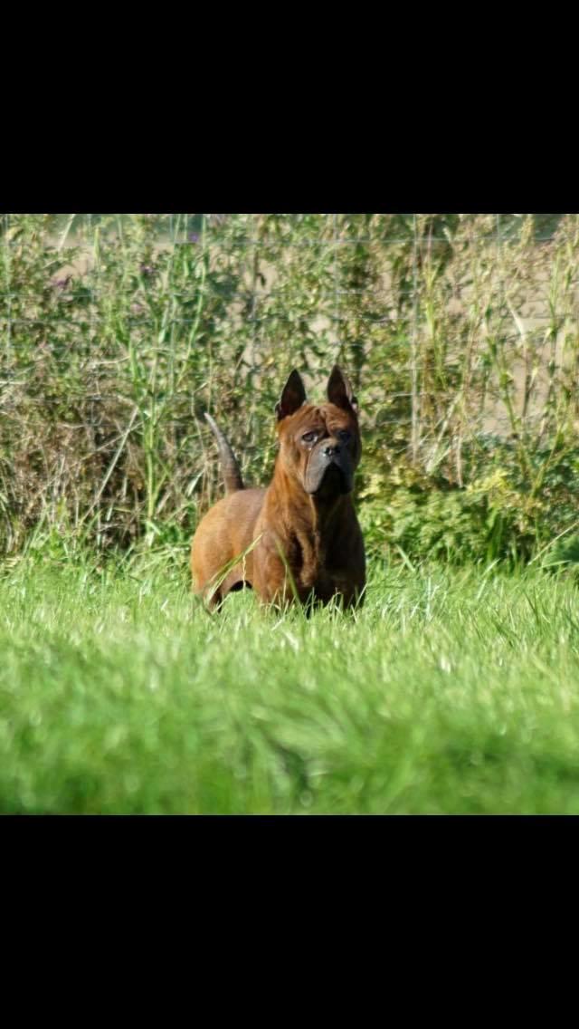 Chinese chongqing dog Fjong billede 1