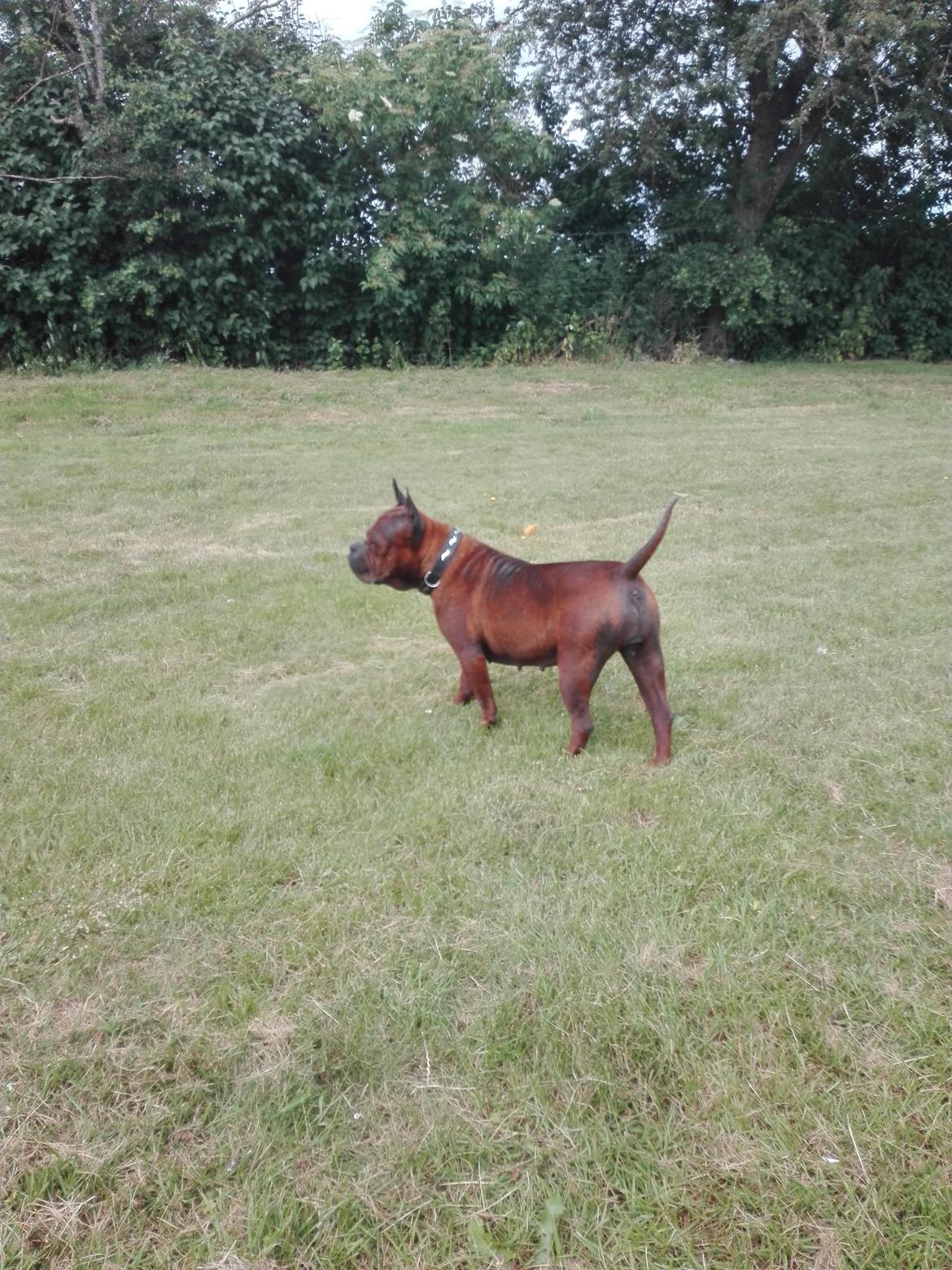 Chinese chongqing dog yam yam billede 2