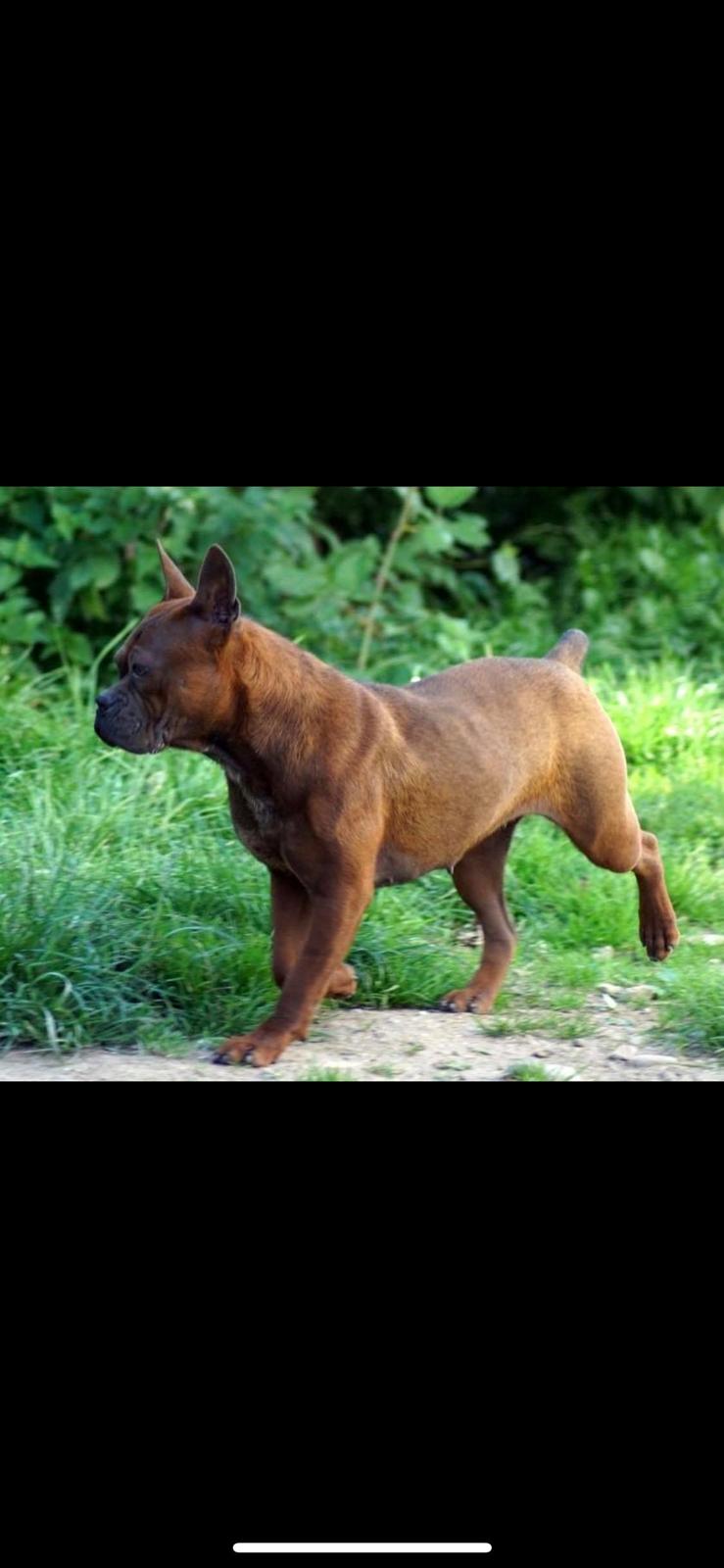 Chinese chongqing dog yam yam billede 1