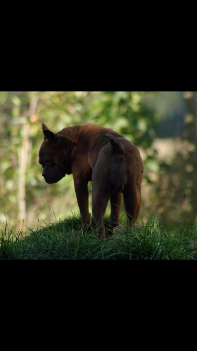 Chinese chongqing dog yam yam billede 3