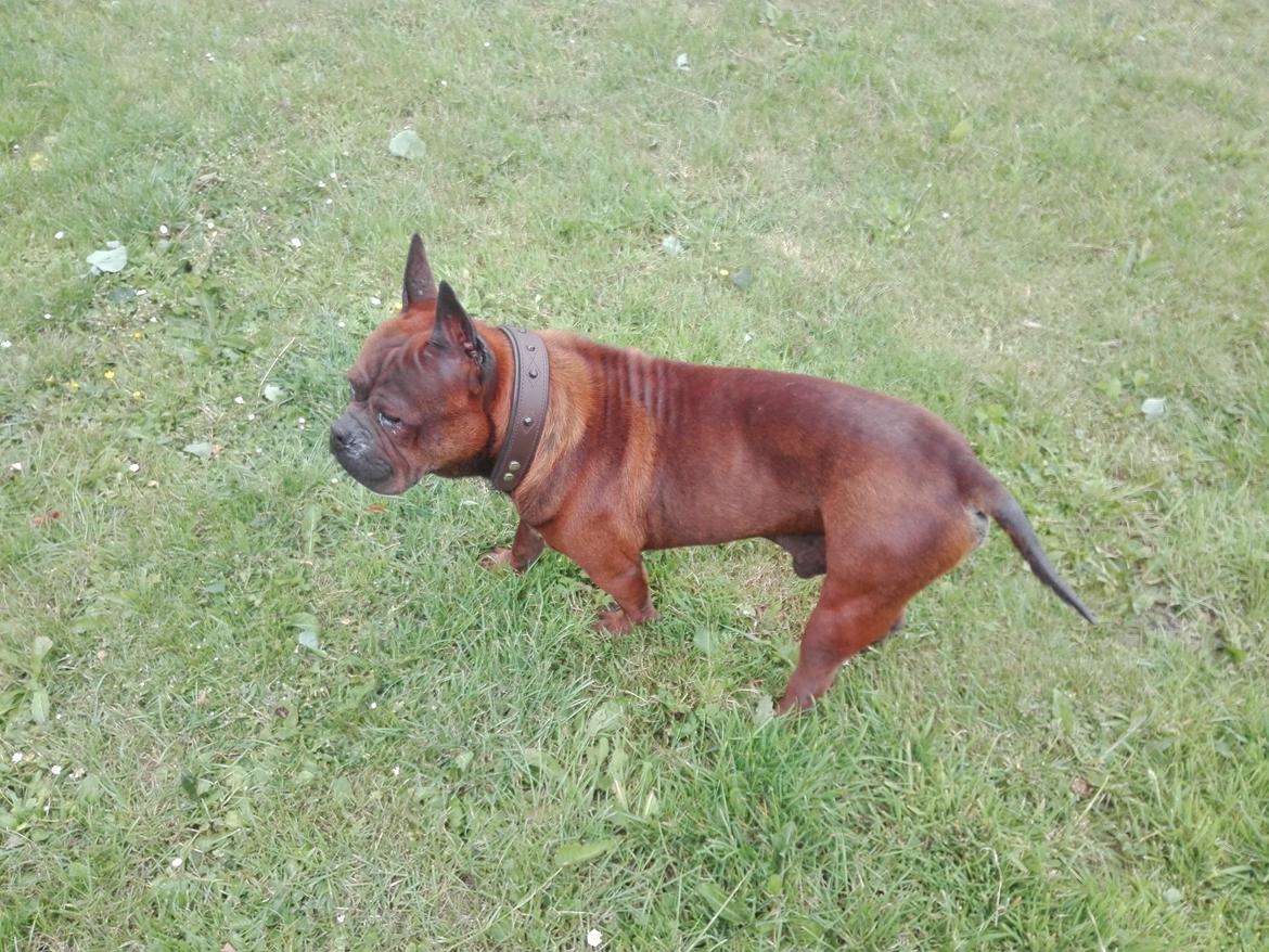 Chinese chongqing dog yam yam billede 4