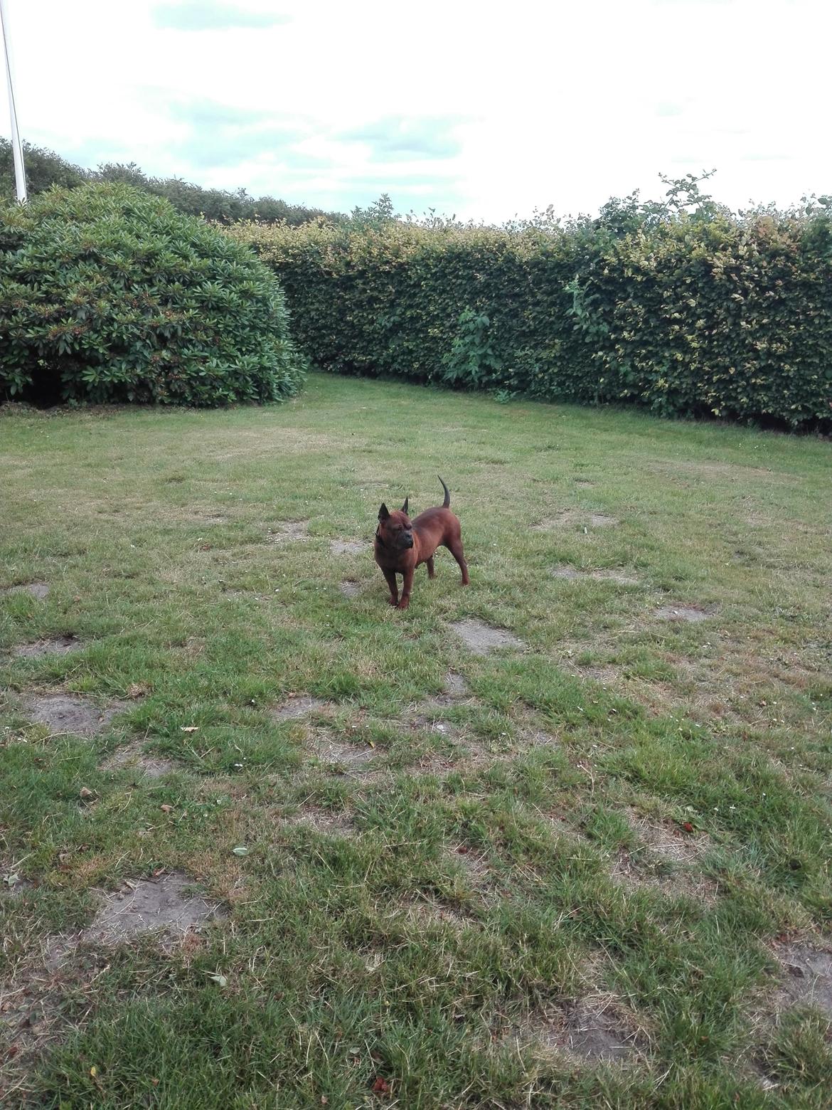 Chinese chongqing dog yam yam billede 5