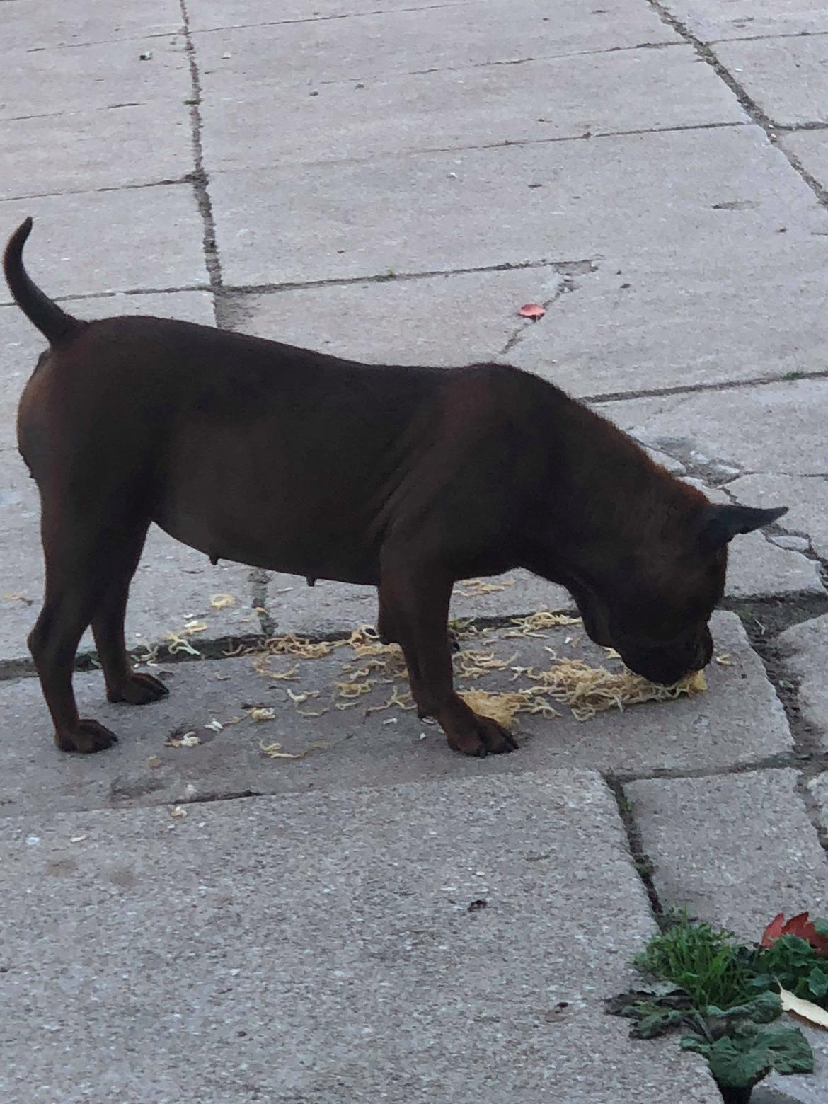 Chinese chongqing dog yam yam billede 6