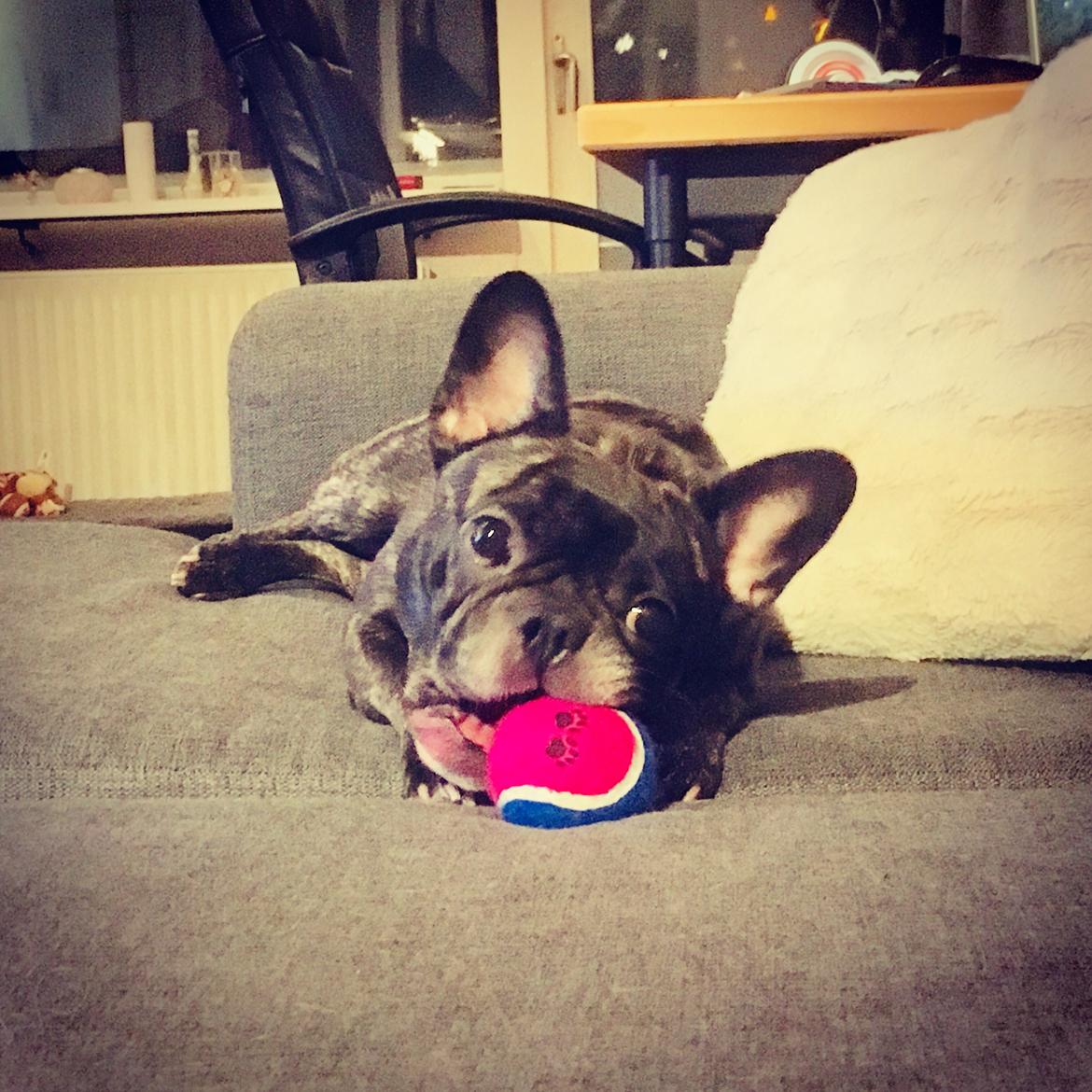 Fransk bulldog Lotte billede 3