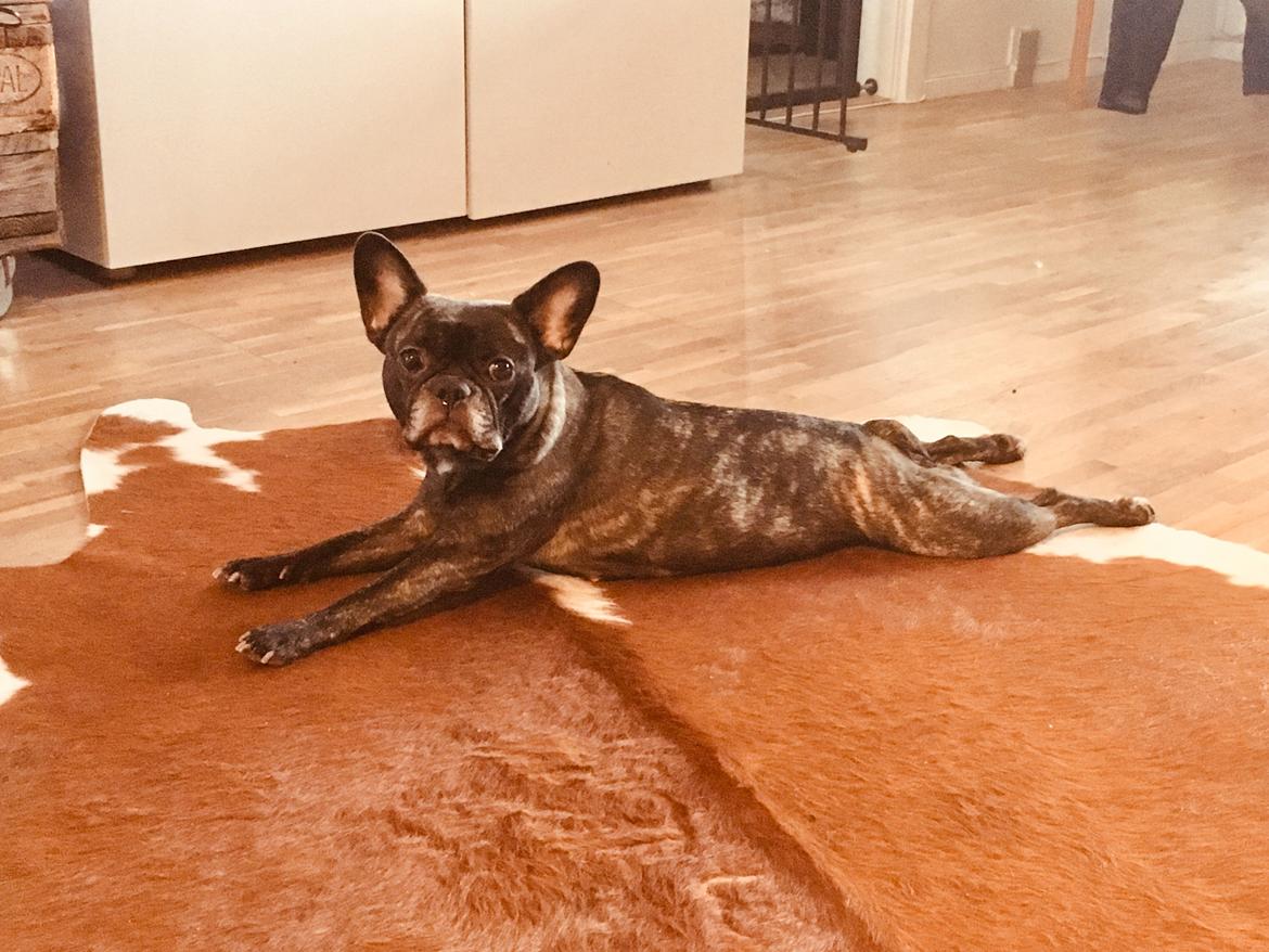 Fransk bulldog Lotte billede 2