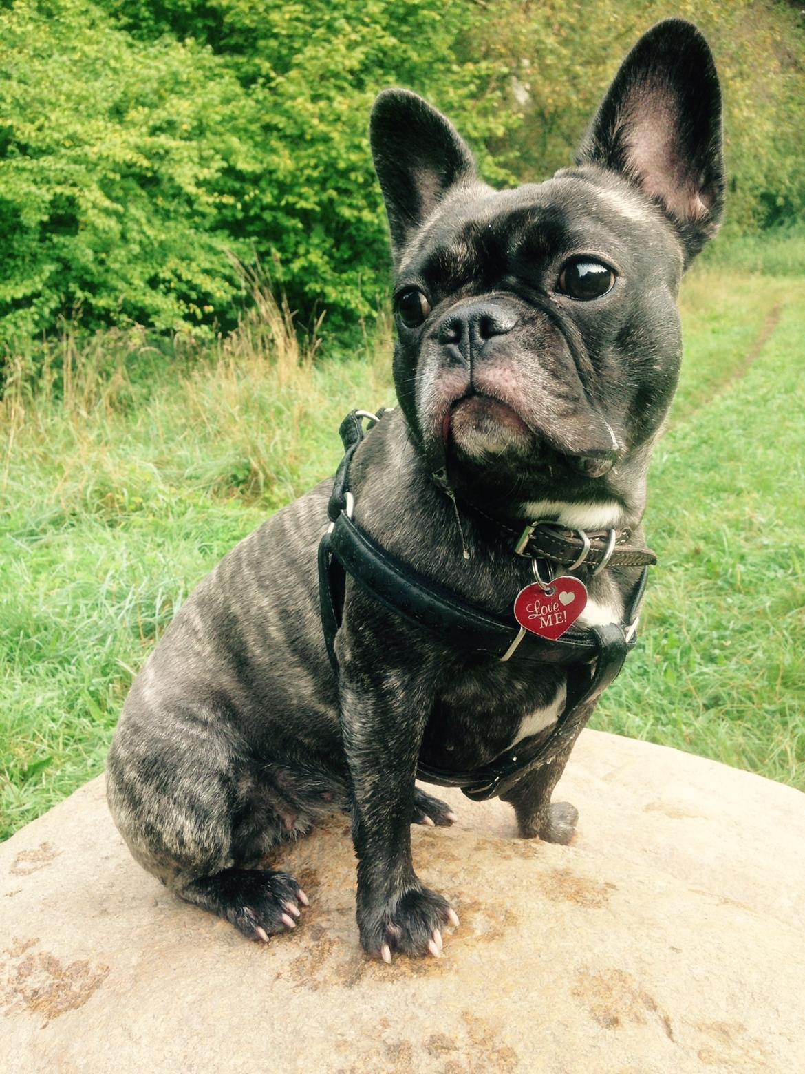 Fransk bulldog Lotte billede 14