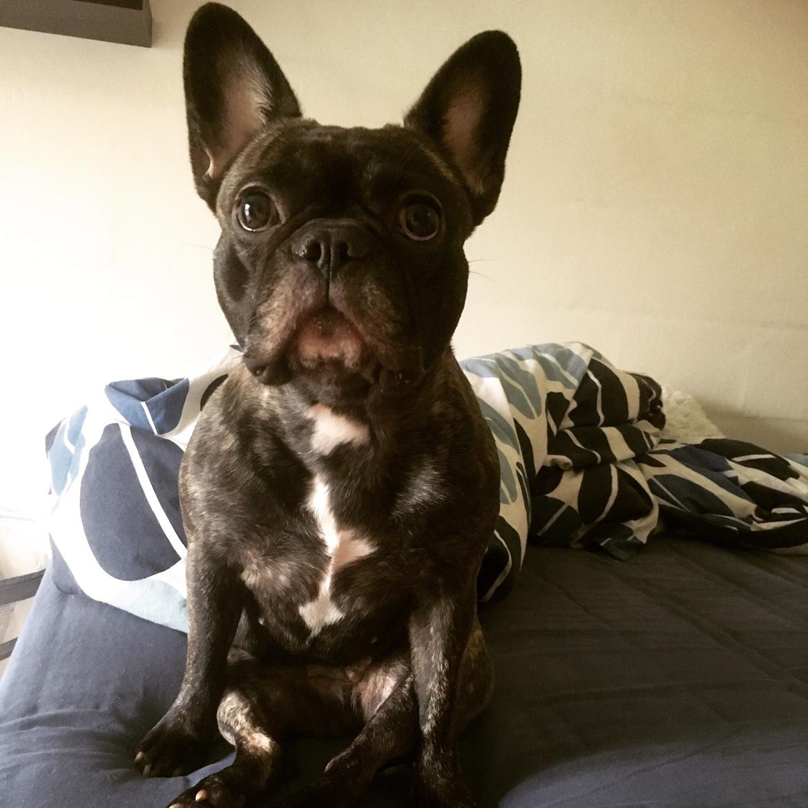 Fransk bulldog Lotte billede 15