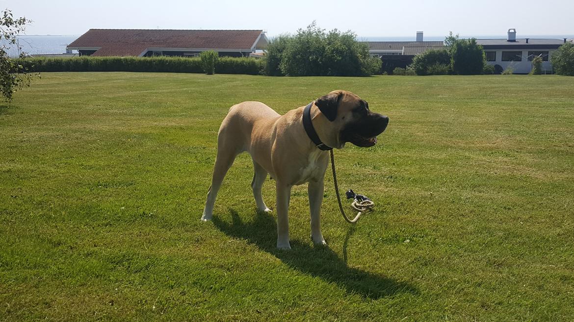 Perro de Presa Canario Crystal Fuerza Bull (Mina) - Crystal Fuerza Bull - 3 år billede 1