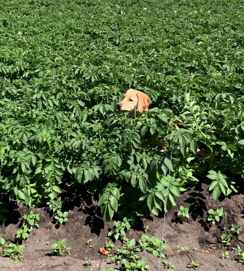 Labrador retriever Lupa billede 23