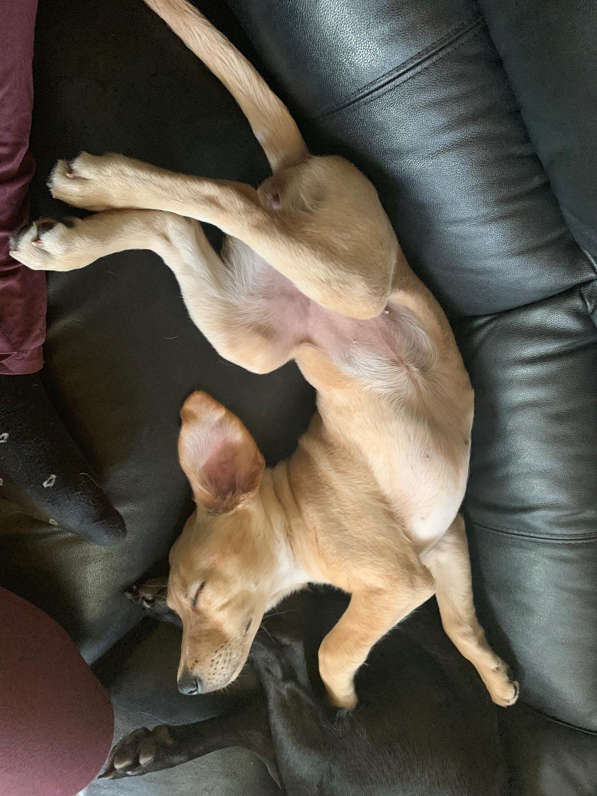 Labrador retriever Lupa billede 24