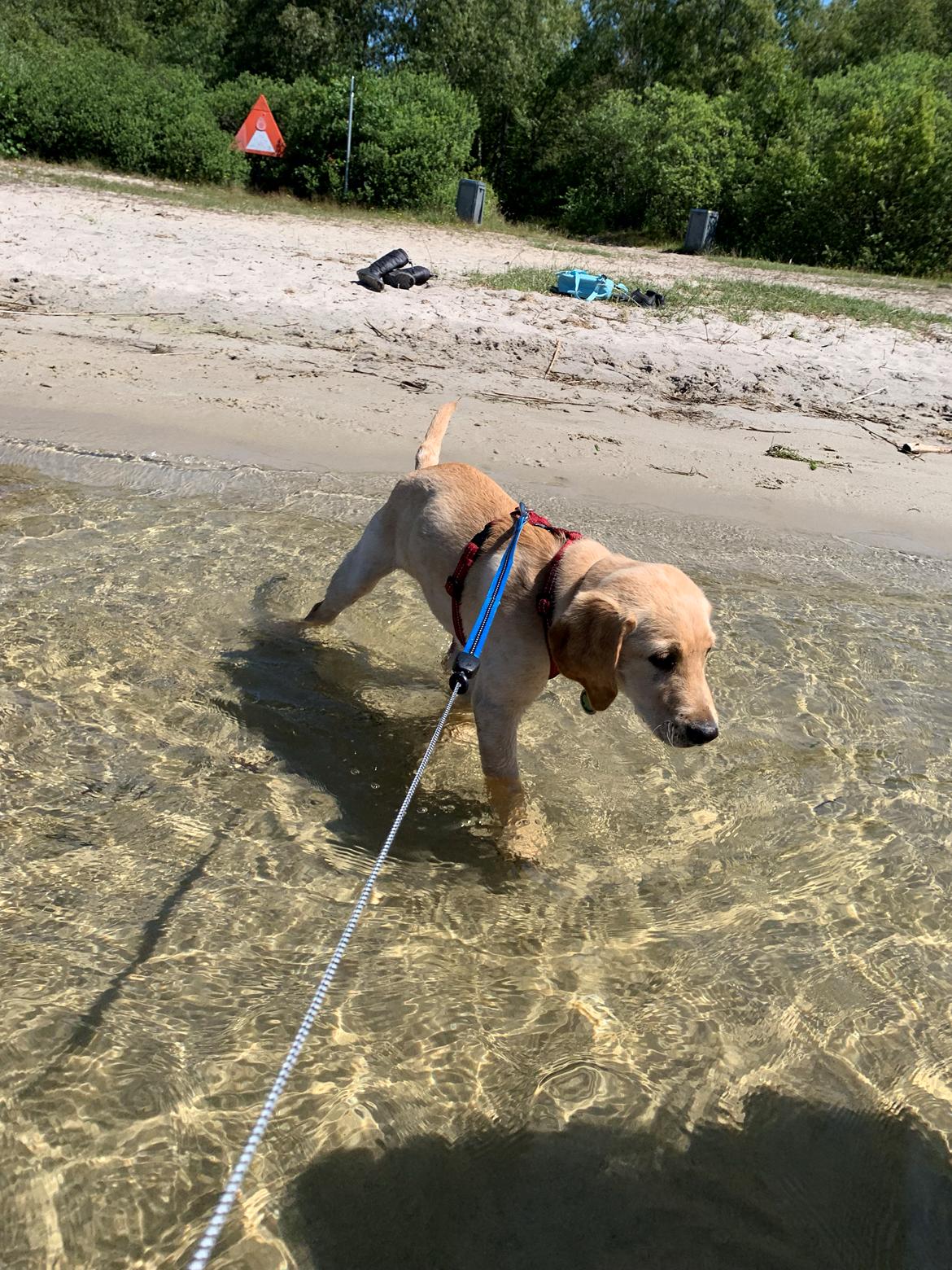 Labrador retriever Lupa billede 26