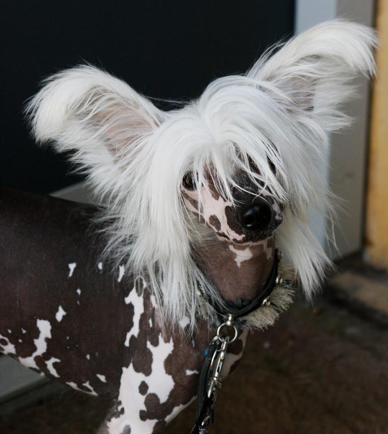 Chinese crested hårløs Malthe billede 22
