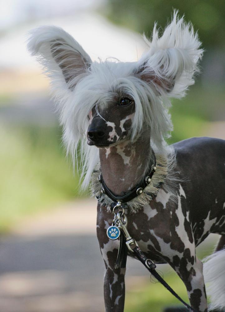 Chinese crested hårløs Malthe - Juli 2019 billede 12