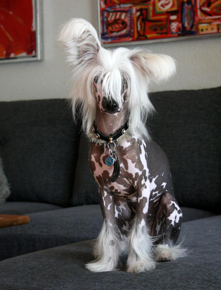 Chinese crested hårløs Malthe billede 14